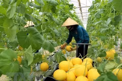 越南芹苴市力争吸引荷兰各家企业的合作投资