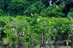 6月5日世界环境日：提高生态系统恢复效率和保护生物多样性