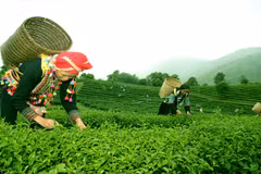 药草给莱州高山区带来“温暖的家园”