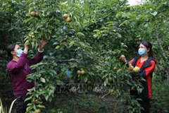 越南批准2021-2025年可持续减贫国家目标计划