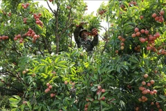 今年，由于受不利气象条件影响，北江省荔枝产量大幅下降。为了弥补产量的下降。图自越通社