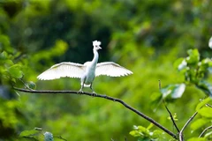 组图：宁平省--保护生物多样性 守住大自然环境