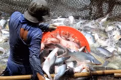 查鱼收获时期