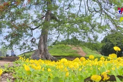 奠边府遗迹区——五月份红色旅游必选之地