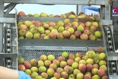 北江省采用新加工贮藏技术 力争提高输日荔枝质量