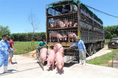 越南从泰国进口的首批500头生猪抵达乂安省