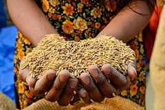 世界粮食日：FAO承诺继续援助越南实施2030年可持续发展议程