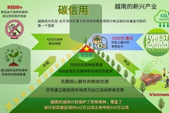 越南通过碳信用市场推动森林保护与增加碳储备量