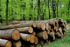附图：老挝严禁所有未经加工的木材出口，使得老挝对中国的木材出口大幅下降