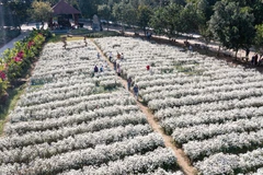 来宁平省旅游沉浸在白色菊花的纯净之美中