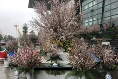 日本樱花节首次在永福省举行。（图片来源：http://www.baomoi.com）