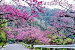 2016年大叻樱花盛开美景（图片来源：因特网）