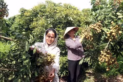 兴安省特产龙眼喜丰收。图自越通社