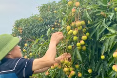  兴安省早熟荔枝即将进入收获旺季。图自互联网