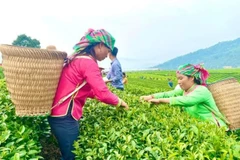 莱州省森林环境服务支付政策成效显著。图自baotainguyenmoitruong.vn