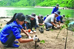 越南应对气候变化的努力。图自互联网