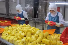 越南农水产品加大对荷兰市场的出口力度