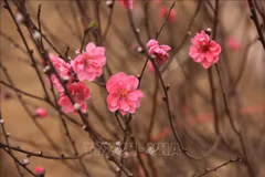 旅居东非国家越南人社群欢度春节
