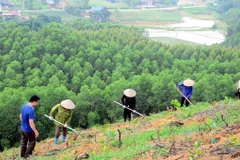 “植十亿树”项目在全国种植近7.7亿棵树