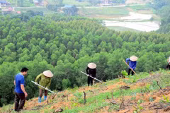 “植十亿树”项目在全国种植近7.7亿棵树