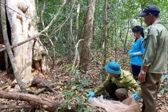 平福省将多只珍惜濒危野生动物重返大自然