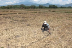 越南多地遭受严重旱灾和海水侵蚀袭击