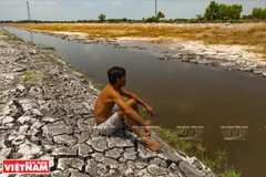 气候变化导致九龙江平原多地渠道干涸（来源：越通社） 