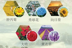 图表新闻：第九届大叻花卉节