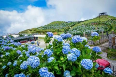 组图：在母山峰顶上欣赏五颜六色的绣球花