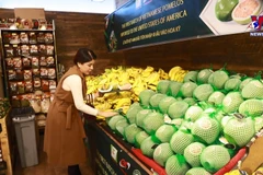 槟椥省首批两吨青皮柚已出口到美国