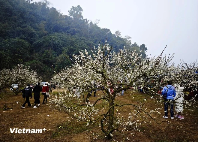 山罗省木州国家旅游区以其美丽的自然风光吸引游客。图自越通社