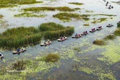 宁平省云龙湿地生态旅游区以其原始、宁静之美和多样化的生态系统而闻名。图自越通社