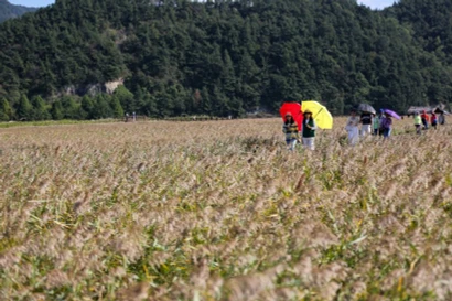 韩国延长越南等6国团队游客免签证费政策至2026年6月。图自越通社
