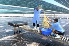 越澳富美有限责任公司采用新技术，高品质养殖了7.5公顷的南美白对虾。图自越通社