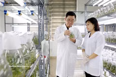 太平种子集团股份公司是越南领先的作物种子企业之一，拥有30种作物的品种权；拥有3家符合国际标准的工厂。图自越通社