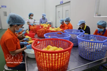 在位于巴地头顿省周德工业区的 Wana 软饮料股份公司，工人们正在对用于生产果汁的水果进行初步加工。图自越通社