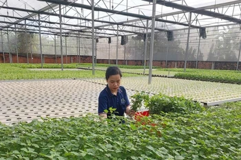 附图。图自越通社