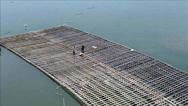 广宁省何安坊居民检查和加固水产养殖筏。图自越通社 hinh-anh-3.jpg