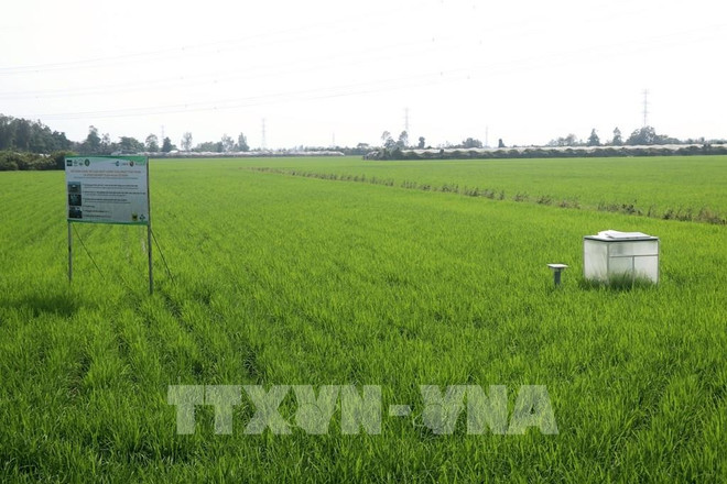 芹苴市新绿色农场合作社(New Green Farm)的减排稻田。图自越通社 150451-doan-cong-tac-ngan-hang-the-gioi-tham-mo-hinh-canh-tac-lua-giam-phat-thai-tai-can-tho.jpg