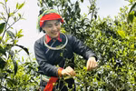 瑶族妇女在西昆岭上采摘春茶。图自越通社