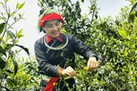 瑶族妇女在西昆岭上采摘春茶。图自越通社