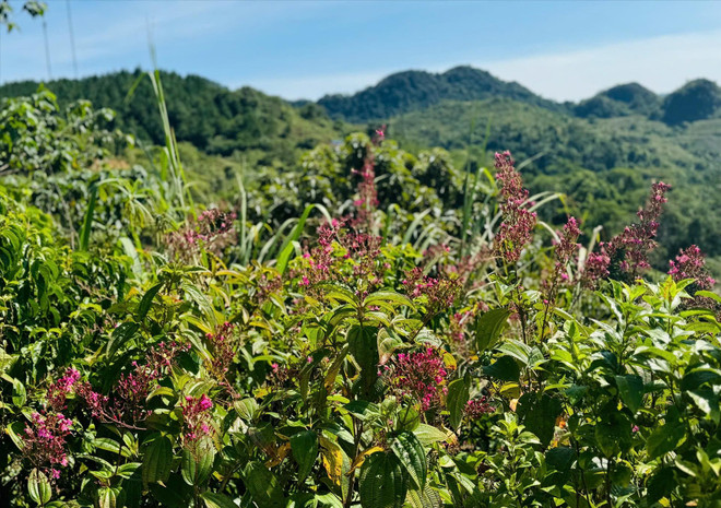 sac-tu-chum-tu-tan-loai-hoa-dac-trung-tren-dinh-nui-phja-khao-thuoc-bao-ton-nam-xuan-lac14-10-41-19.jpg