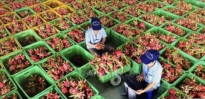 附图:平顺省出口火龙果初步加工环节。图自越通社 5.jpg