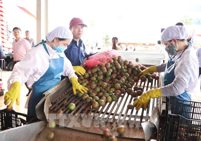 同交出口食品股份公司百香果生产线。图自越通社 151017-evfta-gia-lai-xuat-khau-lo-hang-chanh-leo-dau-tien-sang-chau-au.jpg
