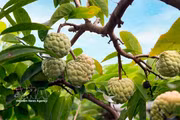 三岛山脚下葡李番荔枝成熟季的甜蜜滋味