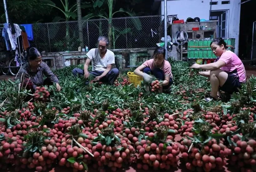 陆岸荔枝。图自越通社