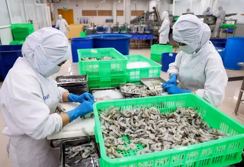 沿海经济发展公司虾类加工链。图自越通社