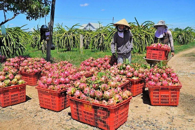 农业与农村发展领域力争实现国内生产总值增长率达3.3-3.4%。图自越通社