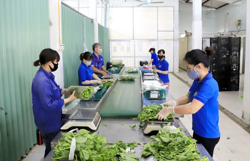 蔬菜安全包装。图自越通社