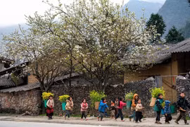 同文岩石高原居民的生活。图自越通社